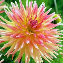 dalia-kaktusowa-cabana-banana-1-szt-karpa-sadzonka-sadzonki