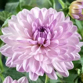 dalia-dekoracyjna-valentino-1-szt-karpa-sadzonka-sadzonki