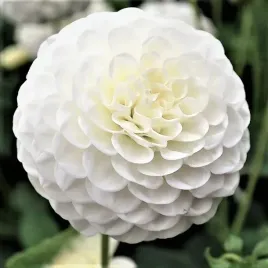 dalia-pomponowa-snowflake-1-szt-karpa-sadzonka-sadzonki