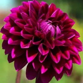 dalia-dekoracyjna-blue-bird-1-szt-karpa-sadzonka-sadzonki