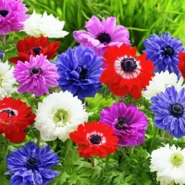 anemon-zawilec-st-brigid-cebulki-mieszanka-mix-10-szt