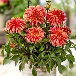 dalia-karlowa-gallery-art-deco-1-szt-karpa-sadzonka-sadzonki