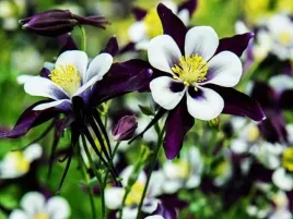 aquilegia-orlik-pojedynczy-william-guiness-1-szt-bylina-sadzonka-sadzonki