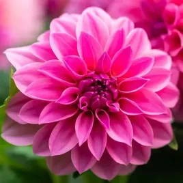dalia-dekoracyjna-rosella-1-szt-karpa-sadzonka-sadzonki
