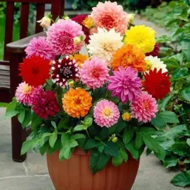 dalia-doniczkowa-mieszanka-mix-5-szt-karpa-sadzonka-sadzonki