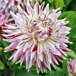 dalia-dekoracyjna-avignon-1-szt-karpa-sadzonka-sadzonki