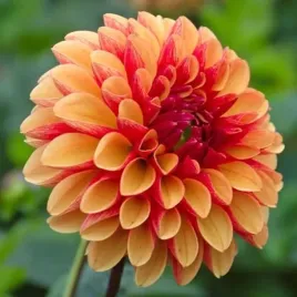 dalia-dekoracyjna-american-sunset-1-szt-karpa-sadzonka-sadzonki