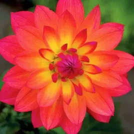 dalia-dekoracyjna-fire-pot-1-szt-karpa-sadzonka-sadzonki