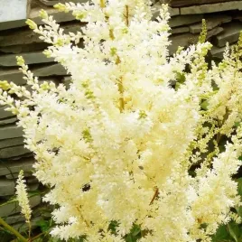 astilbe-tawulka-arendsa-deutschland-1-szt-bylina-sadzonka-sadzonki