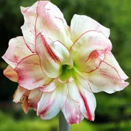 hippeastrum-amarylis-zwartnica-aphrodite-1-szt-cebulki-cebule-kwiaty