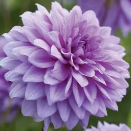 dalia-dekoracyjna-blue-boy-1-szt-karpa-sadzonka-sadzonki