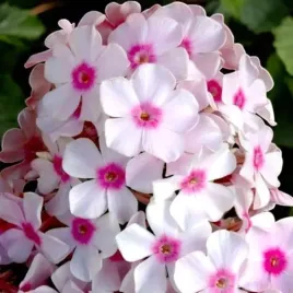 phlox-flox-plomyk-wiechowaty-graf-zeppelin-1-szt-sadzonka-sadzonki