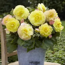 begonia-pelna-superba-zolta-1-szt-cebulki-cebule-kwiaty