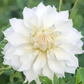 dalia-talerzowa-snowbound-1-szt-karpa-sadzonka-sadzonki