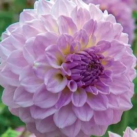 dalia-pomponowa-bistro-1-szt-karpa-sadzonka-sadzonki