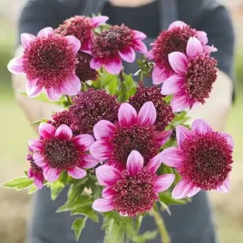 dalia-anemonowa-missis-abigail-1-szt-karpa-sadzonka-sadzonki