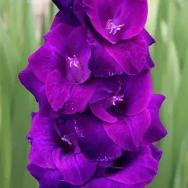 gladiolus-mieczyk-astarte-5-szt-cebulki-cebule-kwiaty