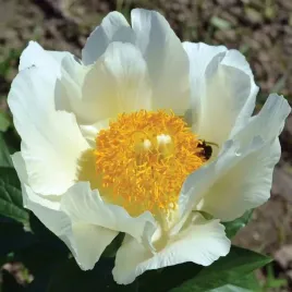 paeonia-piwonia-chinska-moonrise-1-szt-sadzonka-sadzonki