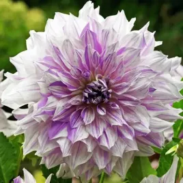 dalia-dekoracyjna-mom-s-special-1-szt-karpa-sadzonka-sadzonki