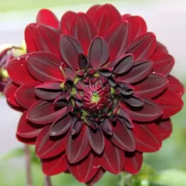 dalia-dekoracyjna-arabian-night-1-szt-karpa-sadzonka-sadzonki