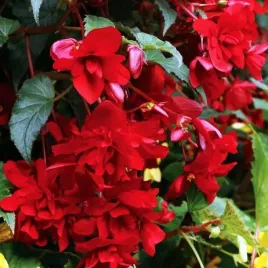 begonia-pendula-zwisajaca-czerwona-5-szt-cebulki-cebule-kwiaty