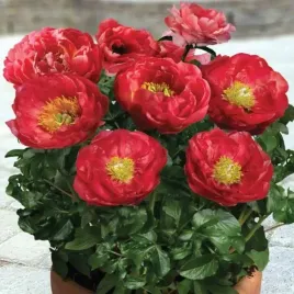 paeonia-piwonia-doniczkowa-patio-moscow-1-szt-sadzonka-sadzonki