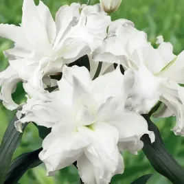 lilia-pelna-roselily-angela-1-szt-cebule-cebulki-lilii-lilie