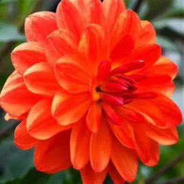 dalia-karlowa-gallery-valentin-1-szt-karpa-sadzonka-sadzonki