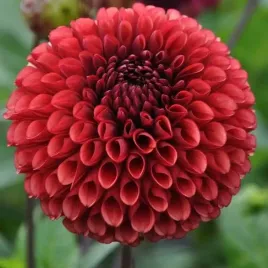 dalia-pomponowa-copper-boy-1-szt-karpa-sadzonka-sadzonki