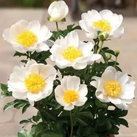 paeonia-piwonia-doniczkowa-patio-dublin-1-szt-sadzonka-sadzonki