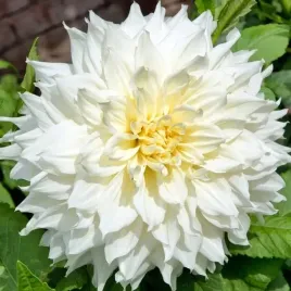 dalia-dekoracyjna-white-perfection-1-szt-karpa-sadzonka-sadzonki