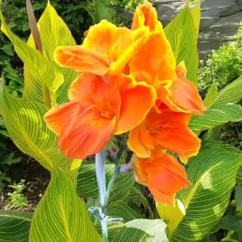 kanna-canna-paciorecznik-striata-1-szt-bylina-sadzonka-sadzonki