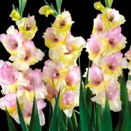 gladiolus-mieczyk-mon-amour-5-szt-cebulki-cebule-kwiaty