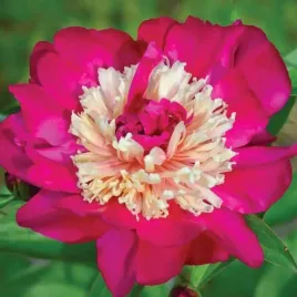 paeonia-piwonia-chinska-top-hat-1-szt-sadzonka-klacze