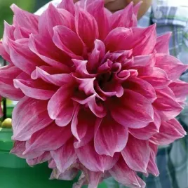 dalia-talerzowa-emory-paul-1-szt-karpa-sadzonka-sadzonki