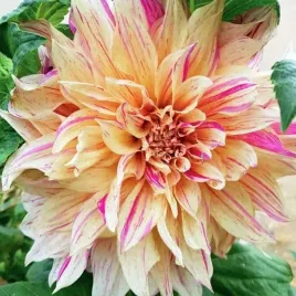 dalia-talerzowa-cafe-au-lait-twist-1-szt-karpa-sadzonka-sadzonki