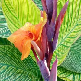 kanna-canna-paciorecznik-pretoria-1-szt-bylina-sadzonka-sadzonki