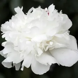 paeonia-piwonia-chinska-baroness-schroeder-1-szt-sadzonka-sadzonki