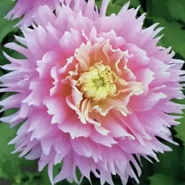 dalia-kaktusowa-just-married-1-szt-karpa-sadzonka-sadzonki