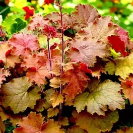 heuchera-zurawka-cappuccino-1-szt-bylina-sadzonka-sadzonki