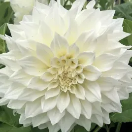 dalia-talerzowa-cafe-au-lait-supreme-1-szt-karpa-sadzonka-sadzonki