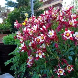 aquilegia-orlik-pojedynczy-crimson-star-1-szt-bylina-sadzonka-sadzonki