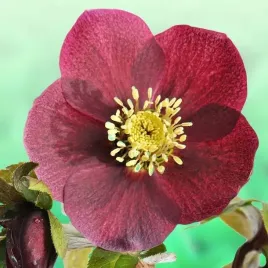helleborus-purpurascens-ciemiernik-czerwony-1-szt-bylina-sadzonka-sadzonki