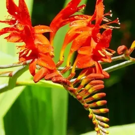 crocosmia-krokosmia-cynobrowka-princess-5-szt-cebule-cebulki