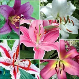 zestaw-lilia-promocyjna-16-18-5-szt-cebulki-cebule-lilii-lilie