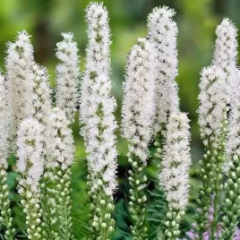 liatris-spicata-alba-liatra-biala-10-szt-cebulki-cebule-kwiaty