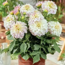 dalia-karlowa-gallery-monet-1-szt-karpa-sadzonka-sadzonki