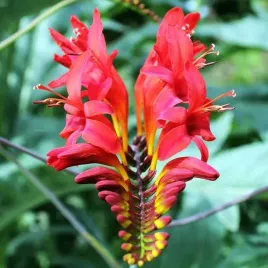 crocosmia-krokosmia-cynobrowka-lucifer-5-szt-cebule-cebulki