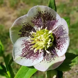 helleborus-ciemiernik-bollene-1-szt-bylina-sadzonka-sadzonki