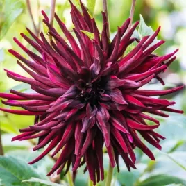 dalia-kaktusowa-nuit-d-ete-1-szt-karpa-sadzonka-sadzonki